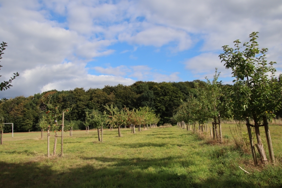 Die Obstbaumpflanzung auf dem Spann
